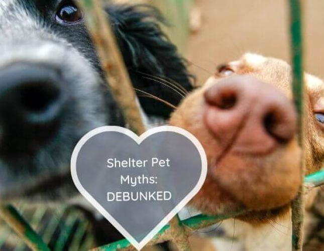 The Secret to Successful Pet Adoption: 7 Shelter Pet Myths Debunked