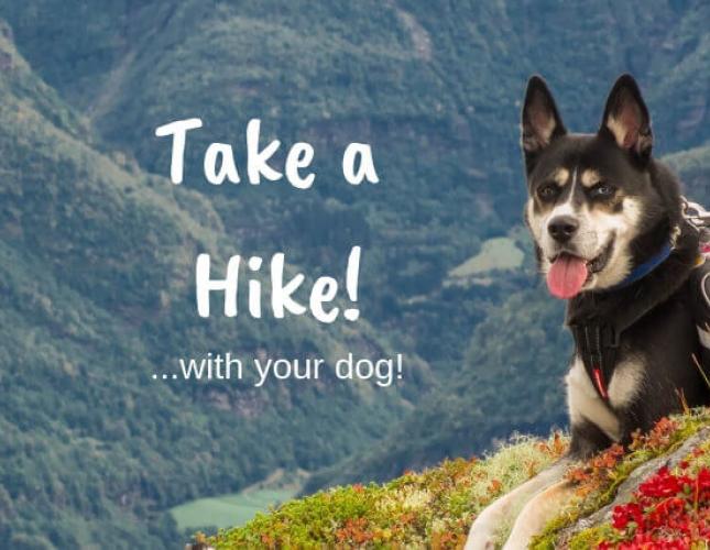 Take a Hike! Top 6 Benefits of Walking Your Dog